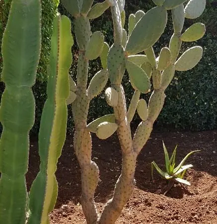 I Giardini Di Gio * San Vito Lo Capo